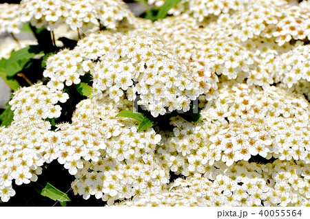 シモツケの仲間の写真素材 - PIXTA