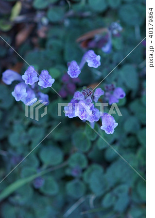 季節外れの立浪草 タツナミソウ 花言葉は 私の命を捧げます の写真素材