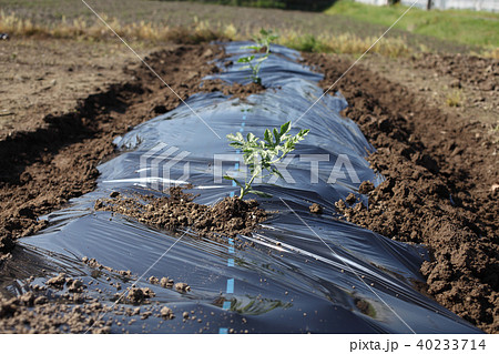 スイカ苗の写真素材