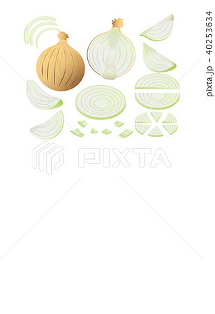 玉葱 イラスト 野菜 カット断面の写真素材