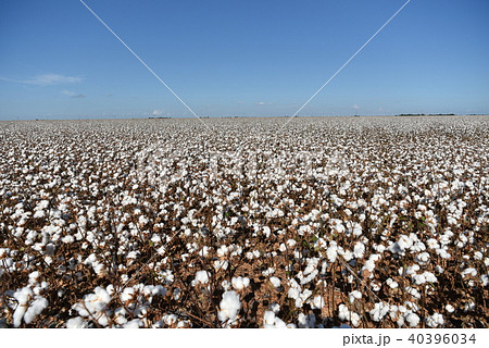綿花畑の写真素材