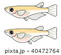 めだか 白メダカ のオスとメス セットのイラスト素材