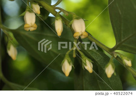 柿の雌花の写真素材