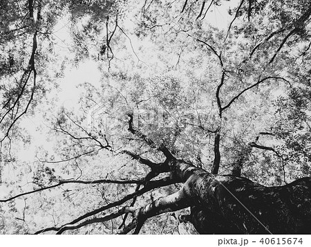楠 大樹 老木 モノクロの写真素材