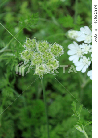 オルレア セリ科 花後 植物の写真素材