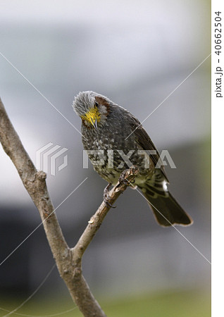 ヒヨドリ 花粉 小鳥 野鳥の写真素材