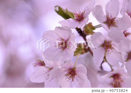 花 枝 桜 枝葉の写真素材