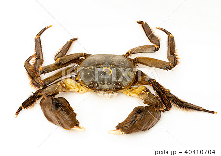 モクゾウガニの写真素材