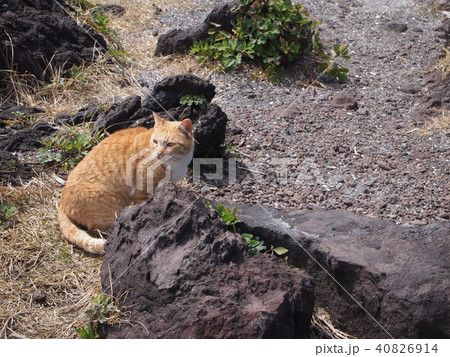 いがいが根の写真素材