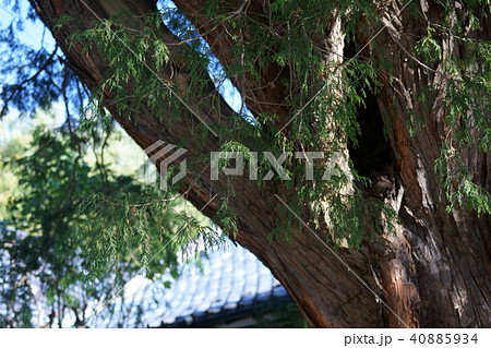 糸杉 イトスギ サイプレス 西洋檜の写真素材