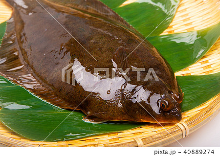 クチボソカレイの写真素材