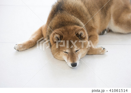 犬の寝顔の写真素材