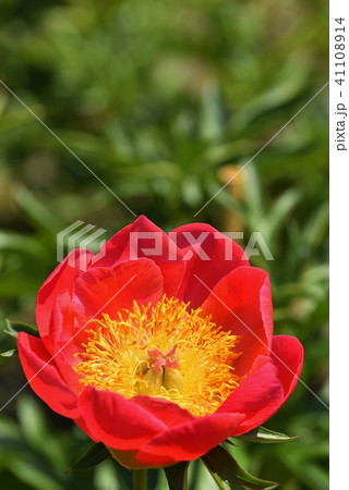 芍薬 花畑 初夏 十和田の写真素材