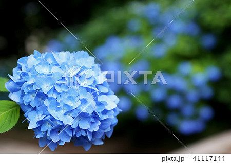 水戸八幡宮 紫陽花 アジサイ あじさいの写真素材