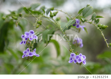 花言葉 あなたを見守る の写真素材