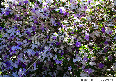 アメリカジャスミン 紫色 花 植物の写真素材