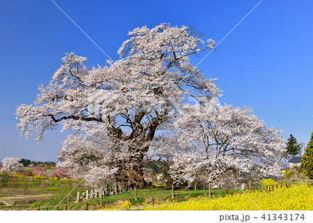 塩ノ崎の大桜の写真素材