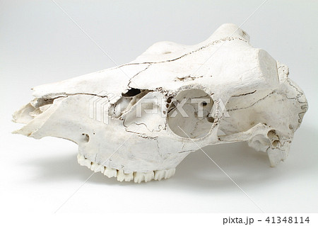 鹿 頭蓋骨 角 骨の写真素材 - PIXTA