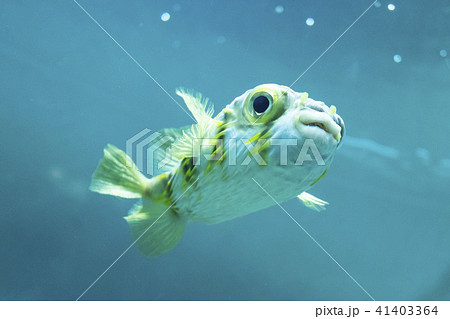 魚 フグ ハリセンボン 黄色の写真素材