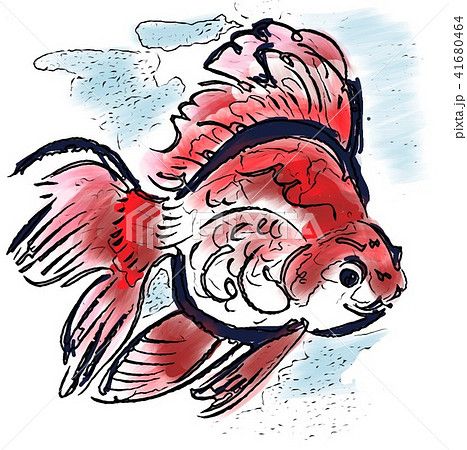 金魚の糞の写真素材