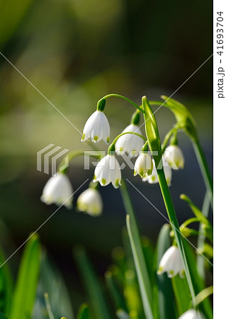 すずらん水仙の写真素材