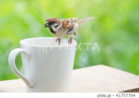 なつく スズメの写真素材