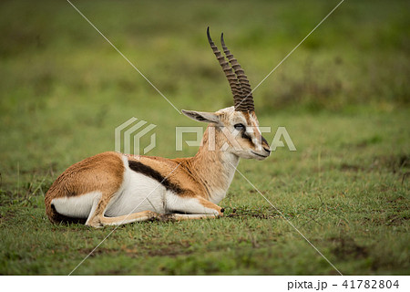 トムソンガゼル 草 角 野生動物の写真素材