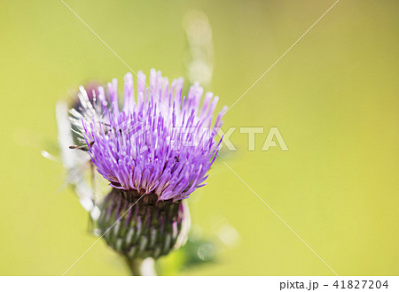 アザミの花の写真素材