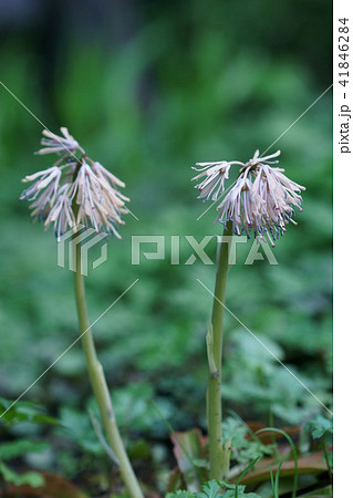 猩猩袴の写真素材