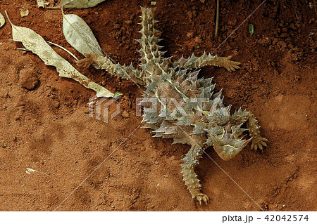 モロクトカゲ トゲトカゲ 生物 砂漠の写真素材