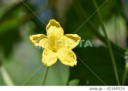 ゴーヤの花の写真素材
