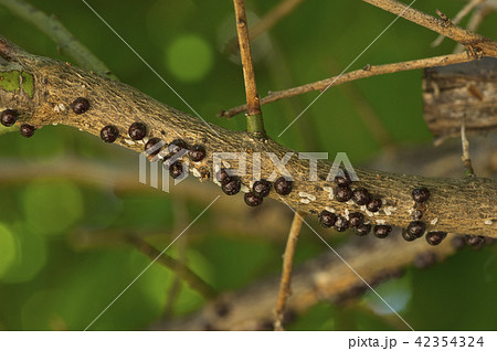 カイガラムシ 梅の木 害虫の写真素材