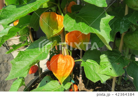 ホオズキ 草花 ドライフラワー 切り花の写真素材