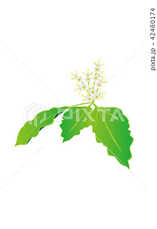 楠の花のイラスト素材 Pixta