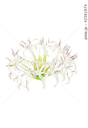 はまゆう 花のイラスト素材