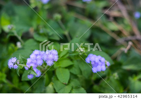 小さい花の写真素材