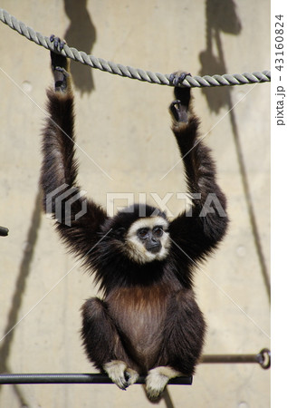 サル 手長猿 旭山動物園 テナガザルの写真素材