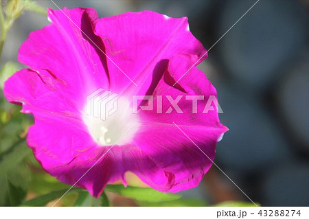 モーニンググローリー アサガオ 朝顔 花の写真素材