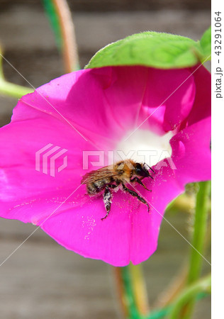 あさがお アサガオ 花粉 朝顔紫の写真素材