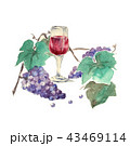 ワインボトルと葡萄の房 水彩画のイラスト素材 [43469111] - PIXTA