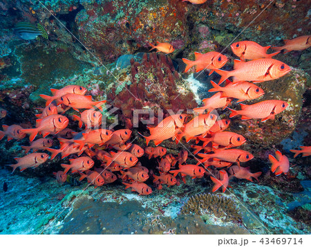 赤い魚 沖縄の写真素材