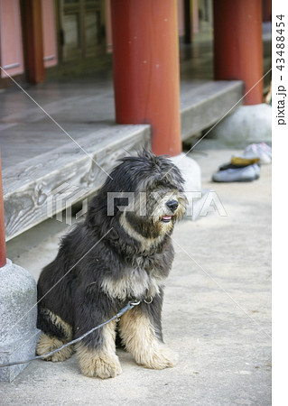 サプサル犬の写真素材