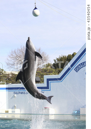 イルカ ショー ジャンプ ボールの写真素材