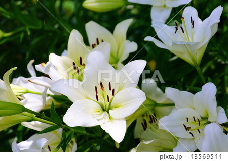百合の花の写真素材