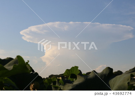 入道雲 積乱雲 金床雲 夏の写真素材