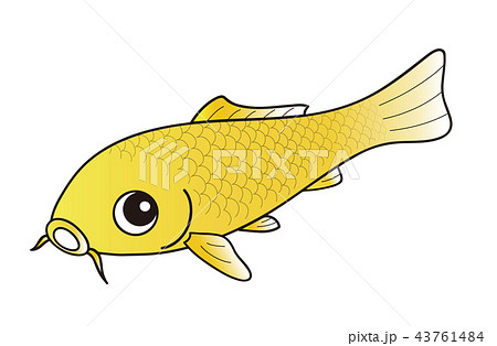 金魚 きんぎょ 黄色 金色のイラスト素材 - PIXTA