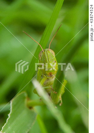 バッタ 虫 昆虫 正面の写真素材