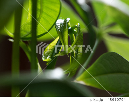 パキラの新芽の写真素材