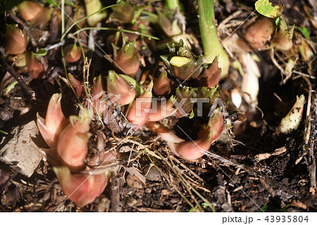 茗荷の偽茎の写真素材