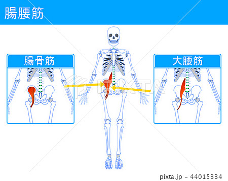 大腰筋のイラスト素材